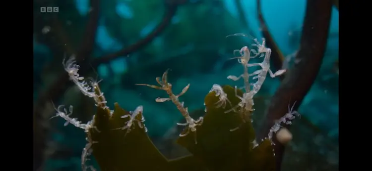 Skeleton shrimp sp. ([family Caprellidae]) as shown in Frozen Planet II - Frozen Ocean